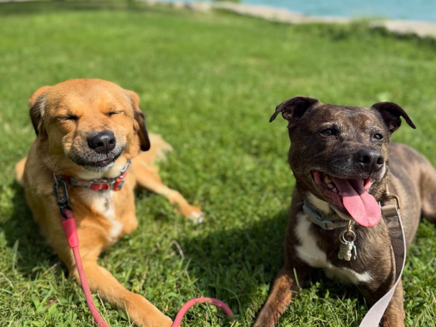 Nellie and Marlowe lying in the grass, one squinting happily, one with her tongue out